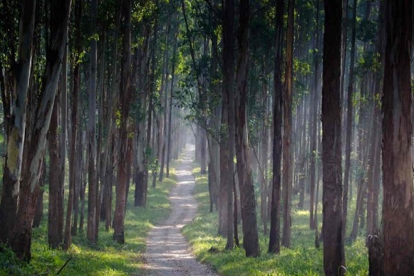 Wayanad Tourism Packages